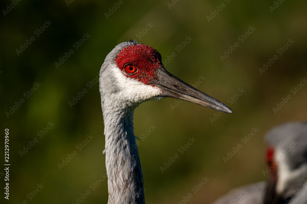 Obraz premium Sandhill Crane Portrait With Bright Red Crown and Orange Eye