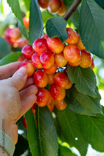 A close-up of ripe cherries on a branch in a sunny garden.
