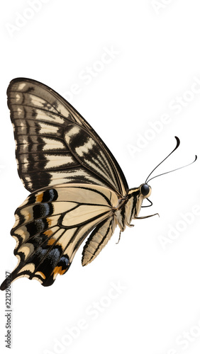 Close-up of a Swallowtail Butterfly with Black and White Wing Patterns