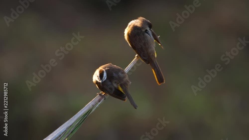 Pair of yellow-vented bulbul birds perch and preen feathers on plant stem, warm golden backlight at sunset, blurred green background, telephoto close-up