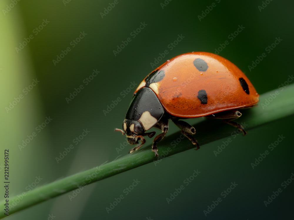 Fototapeta premium ladybird on a leaf