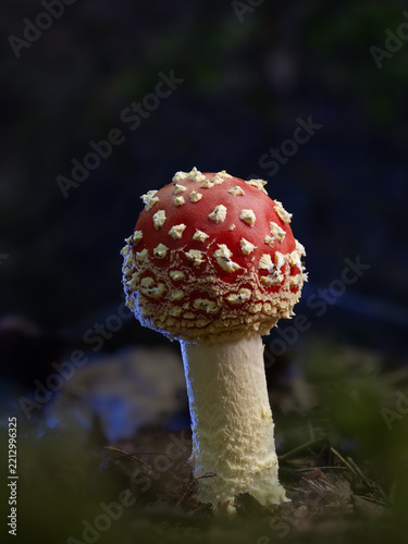 fly agaric mushroom
