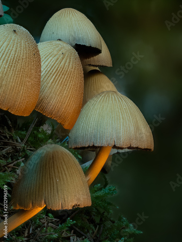mushroom in the forest