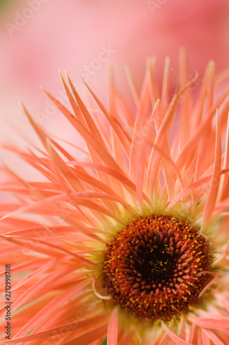 Fotografie Dark Eye of Vibrant Orange Spider Gerbera Daisy Flower
