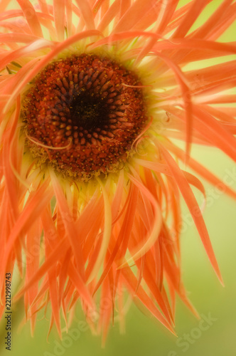 Fotografie Dark Eye of Vibrant Orange Spider Gerbera Daisy Flower