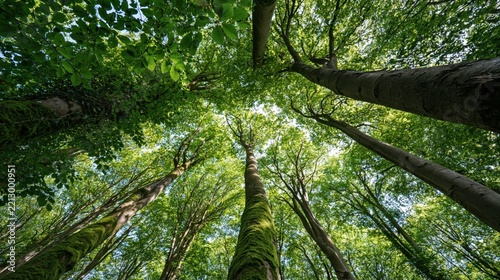 Looking up through a green forest canopy at tall trees