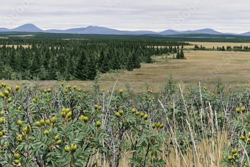 Wilderness landscape with green berries, pine forest, and mountains