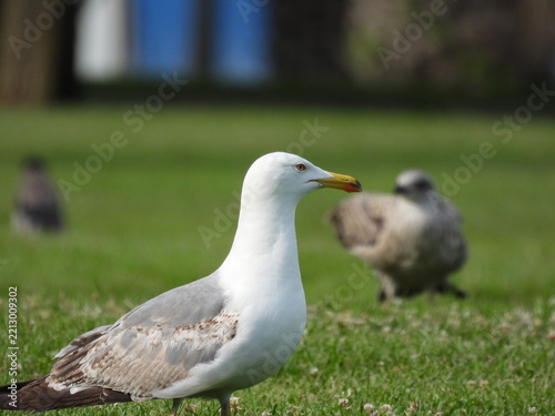 natural white seagull photo on the roof	