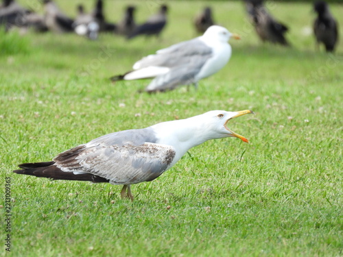 natural white seagull photo on the roof	
