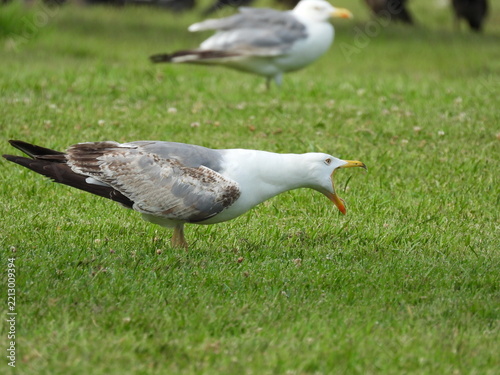 natural white seagull photo on the roof	
