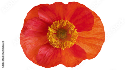 Obraz na plátně Isolated vibrant red and orange poppy flower with delicate petals and bright yel