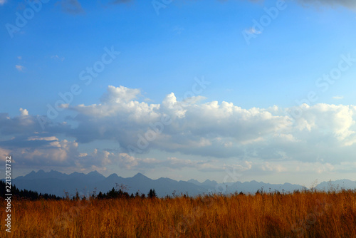 Golden Grass Field with Pine Trees and Tatra Mountain Range  in distance