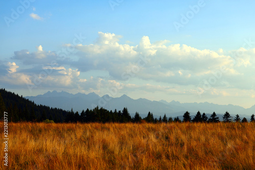 Golden Grass Field with Pine Trees and Tatra Mountain Range  in distance