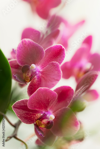 Phalaenopsis Orchid Brother Oconee 'Bedford'