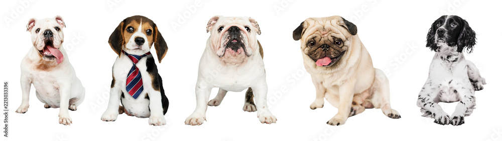 Fototapeta premium PNG Adorable dogs in playful poses on transparent background