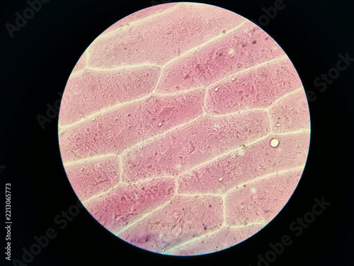 Purple Onion Epidermis Cells Under Light Microscope Showing Cellular Stru