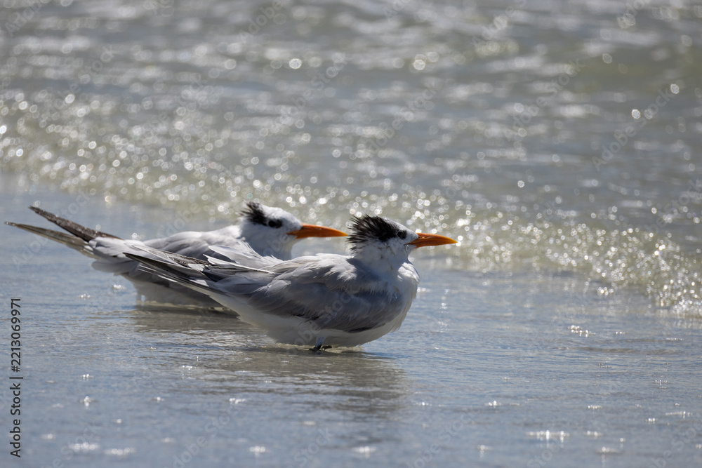 Fototapeta premium Two Royal Terns on Beach — Pair With Orange Bills Against Sparkling Backlit Water