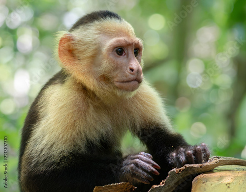 Photography Close Up Portrait of a White-faced Capuchin Monkey in Tropical Rainforest, Costa