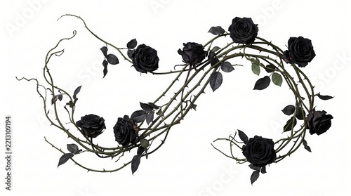 Black rose vine with thorns isolated on white background