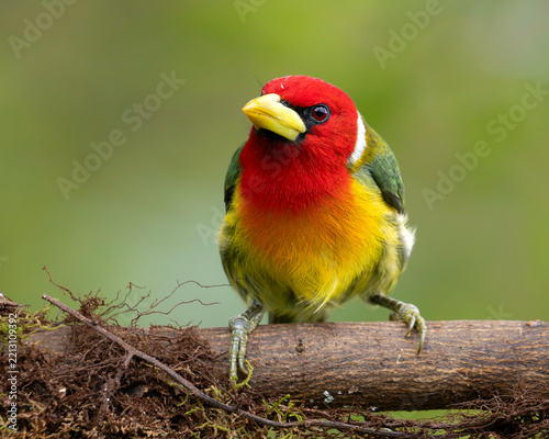 Obraz na plátně Male Red-headed Barbet (Eubucco bourcierii) Perched on Branch