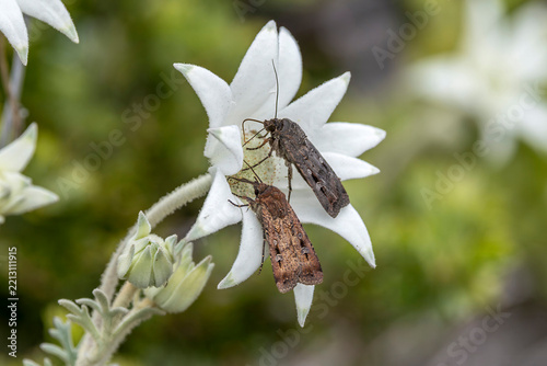 Australian Bogong Moths feeding on the nectar of a Flannel Flower