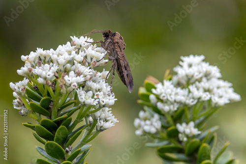 Australian Bogong Moths feeding on wildflower nectar of Heath Smokebush