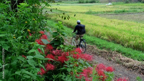 彼岸花と自転車