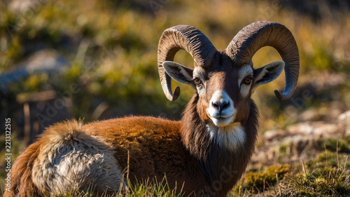 close up of a mouflon