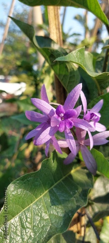 Fotografie Petrea volubilis, or what is often known as purple dangle flower or sandpaper vi