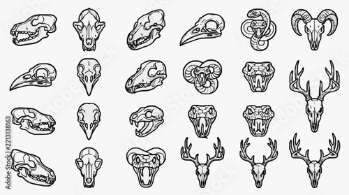 Diverse Animal Skulls and Antlers Line Art Collection for Scientific and Educational Use