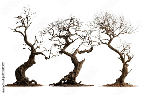 Set of three sculptural leafless trees with twisted branches and textured bark standing on soil, evoking natural artistic feel