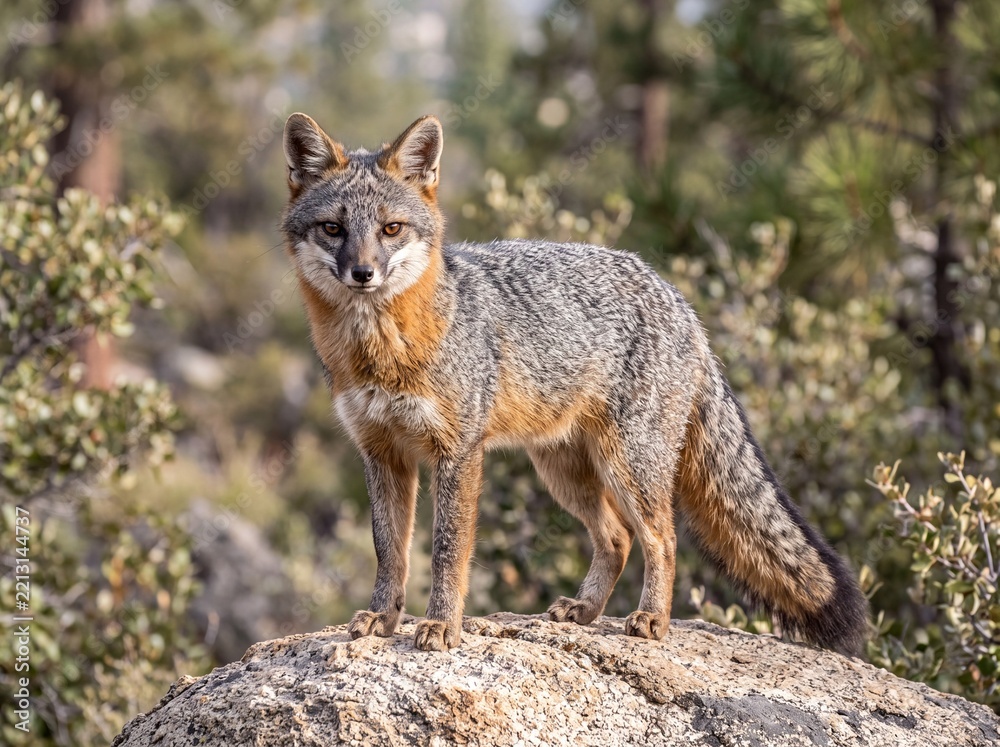 Fototapeta premium Majestic Gray Fox Perched on Sunlit Boulders in Rugged Wilderness