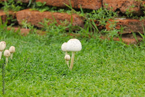 White Mushrooms Growing on Green Grass Lawn Beside Brick Wall