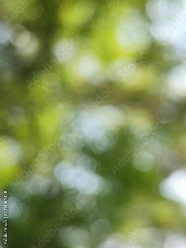 Green foliage bokeh glows under dappled sunlight to create a soft, luminous blurred texture.