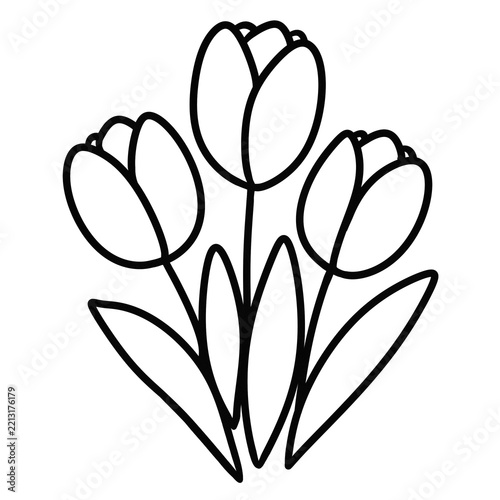 vector illustration of tulip