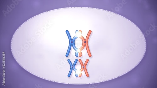 Meiosis Crossing Over Chromosome Genetic Recombination Animation