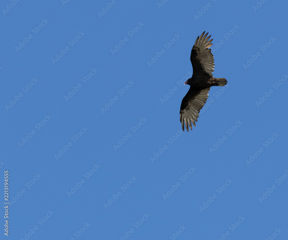 Fototapeta premium Turkey Vulture Soaring With Wings Spread Against Clear Blue Sky