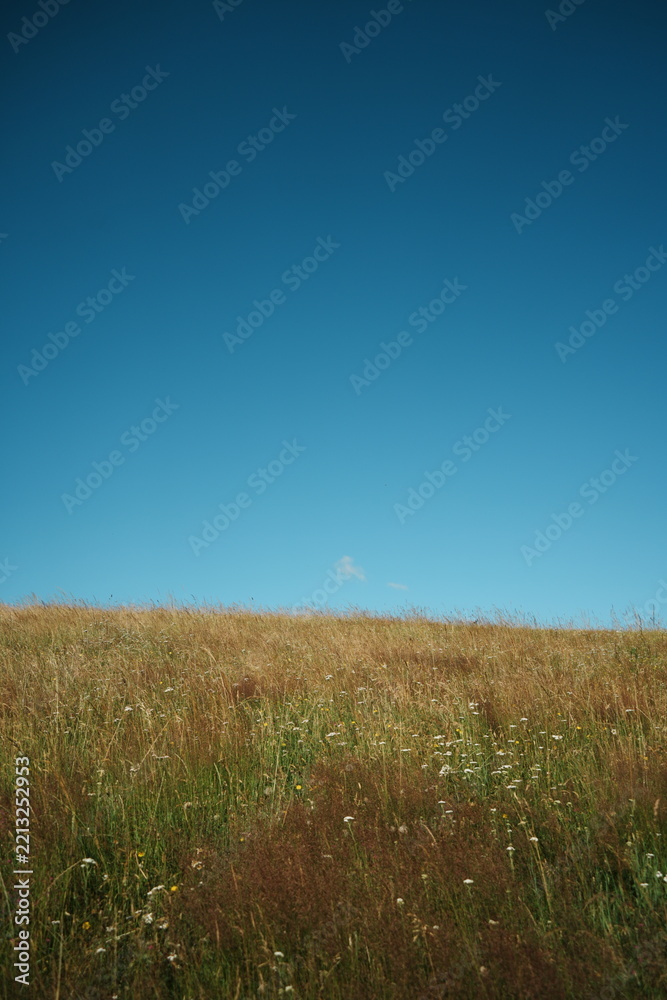 Obraz premium Golden Field Under Blue Sky