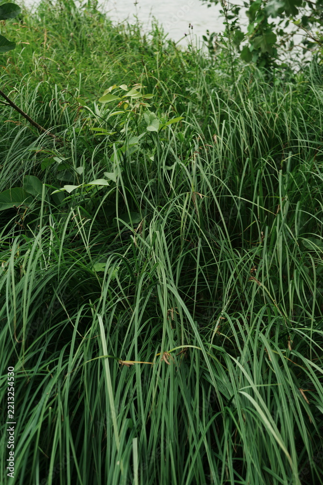 Fototapeta premium Dense Green Grass and Foliage