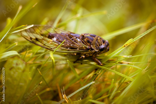Fotografie Cicada