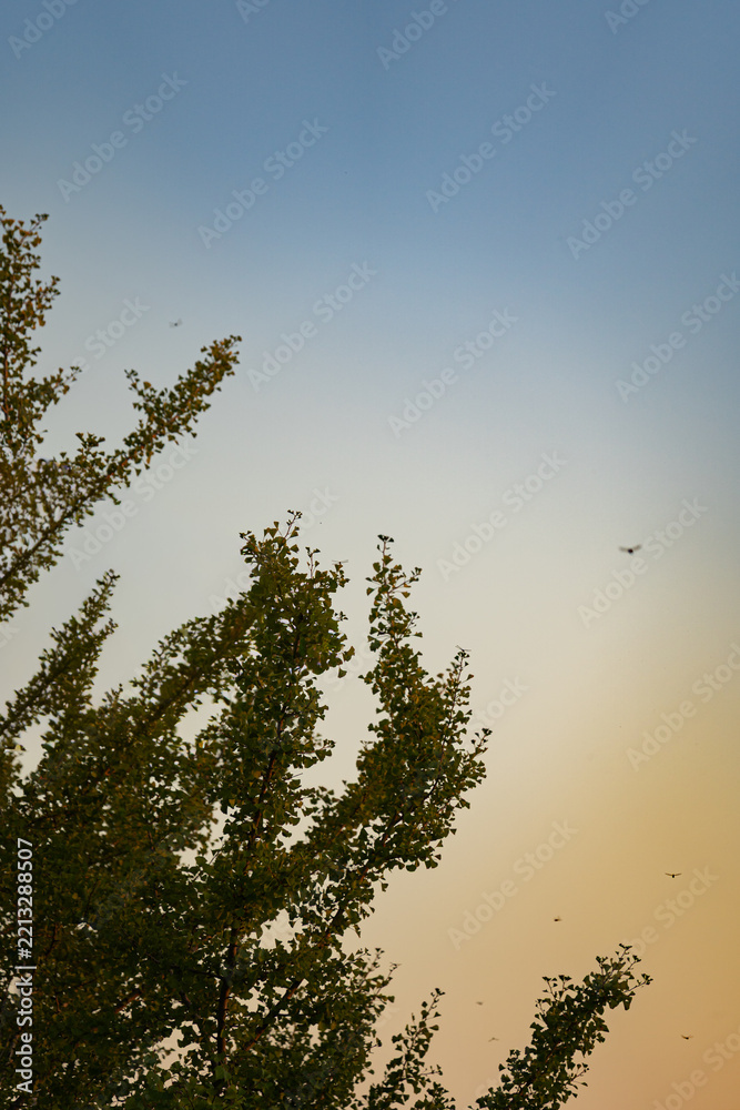 Fototapeta premium Dragonfly Flying Over Trees Against a Soft Evening Sky
