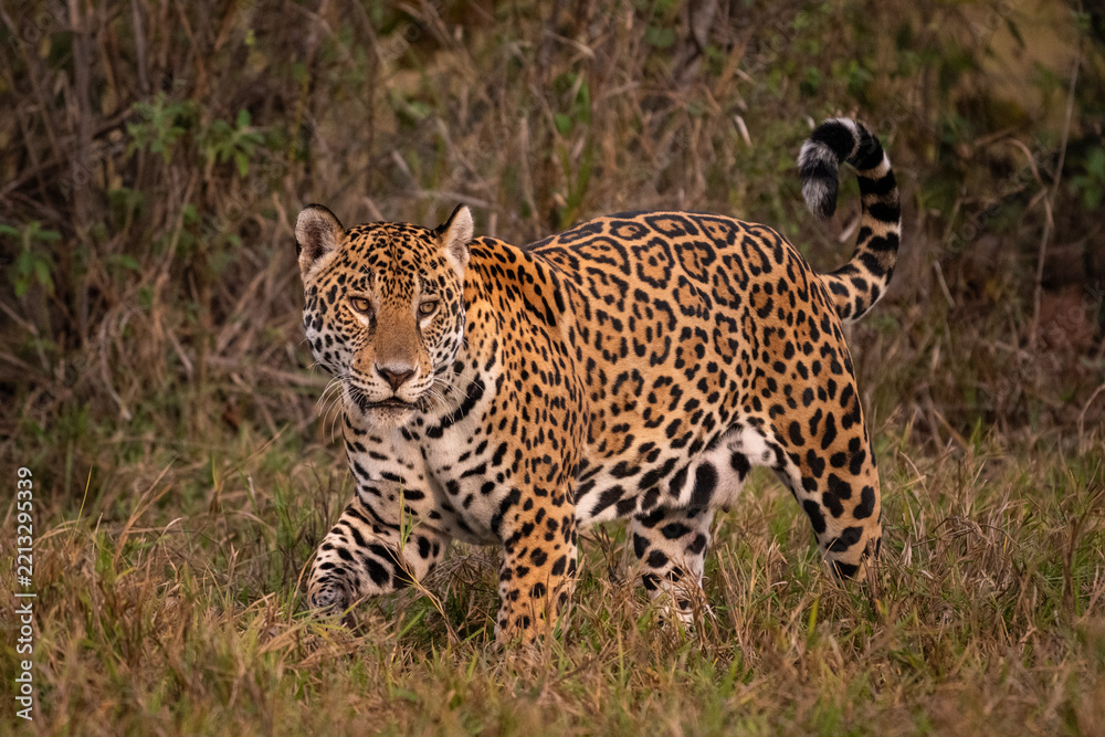 Fototapeta premium Jaguar walking on the ground in the Pantanal of Miranda