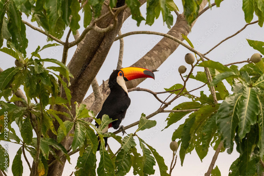 Fototapeta premium Toco toucan in the Pantanal of Miranda, Mato Grosso do Sul