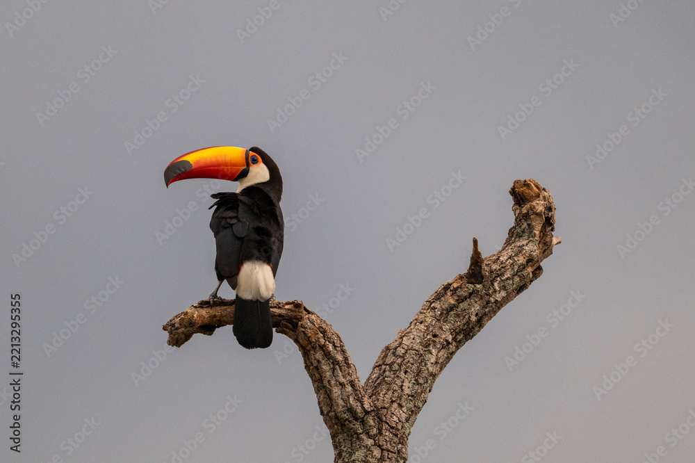 Obraz premium Toco toucan in the Pantanal of Miranda, Mato Grosso do Sul