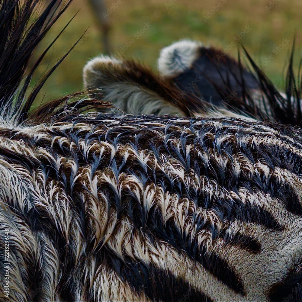 Naklejka premium Close up detail of a zebra's wet patterned fur