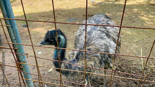 Emus seen beside a mountain road in Imari Saga