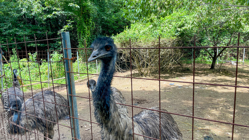 Emus seen beside a mountain road in Imari Saga