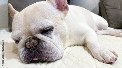 French bulldog sleeping peacefully on a soft bed