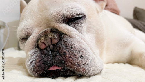 French bulldog sleeping peacefully on a soft bed