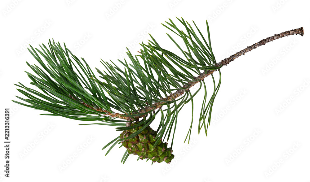 Fototapeta premium Pine branch with cone isolated on white. Fresh green pine needles and a young green pine cone. Perfect for Christmas, winter, holiday and botanical designs.